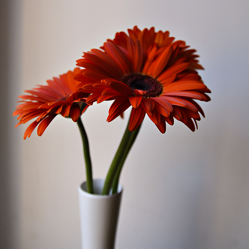 3521173907_063d264c46