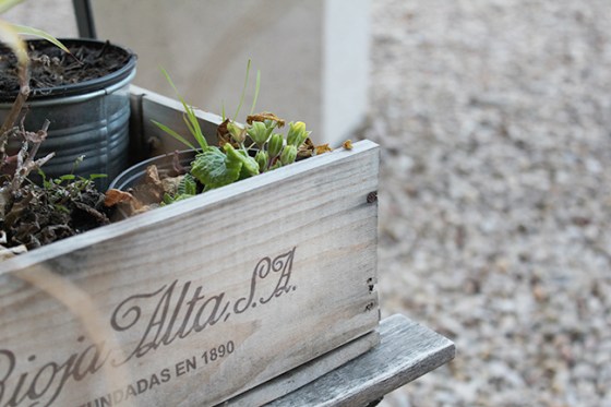 Superkitina blog plantas en el balcón